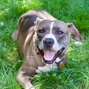 Team Page: Will Power